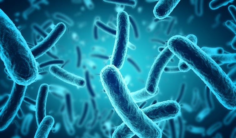 Cellules de bactéries de bacille bleu flottant dans une soupe microbienne.