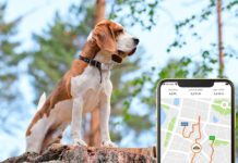 Quel est le meilleur collier GPS pas cher pour chien de chasse ? collier GPS pas cher pour chien de chasse