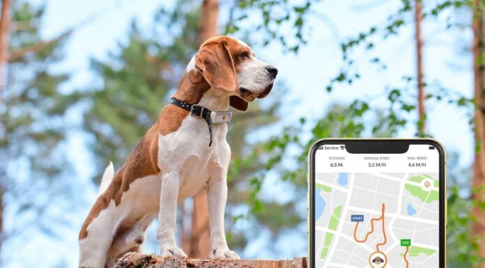 Quel est le meilleur collier GPS pas cher pour chien de chasse ? collier GPS pas cher pour chien de chasse