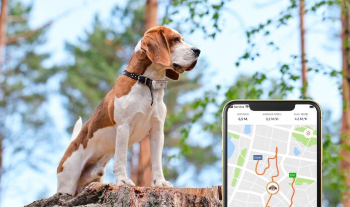 collier GPS pas cher pour chien de chasse