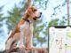 Quel est le meilleur collier GPS pas cher pour chien de chasse ? collier GPS pas cher pour chien de chasse