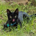 Les gadgets high-tech pour chats : entre confort et sécurité Un chat dans le jardin