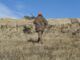 Comment choisir un collier GPS pour mon chien de chasse ? partir à la chasse